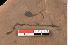 Foto (Detailansicht) von Sphaeria mediterranea Ettingshausen (NHMW-GEO-2024-0188-0024)